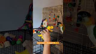 When your parrot meets a T-Rex for the first time 😂🦖