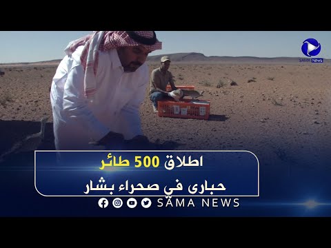 بالشراكة السعودية الجزائرية اطلاق 500 طائر حبارى في صحراء بشار