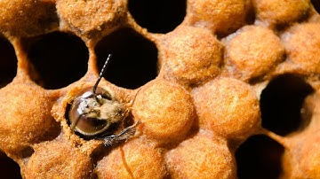 Hatching drone bee inside a beehive