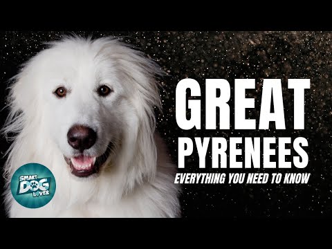 วีดีโอ: Great Pyrenees Dog Breed Hypoallergenic สุขภาพและอายุขัย