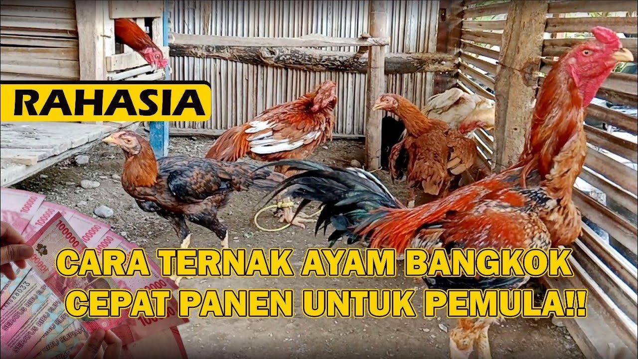 КАК РАЗВЕДАТЬ БАНГКОКСКИХ КУР ДЛЯ БЫСТРОГО ПОЛУЧЕНИЯ УРОЖАЯ ДЛЯ НОВИЧКОВ!!