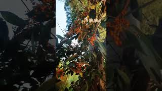 Changa Manga is a beautiful and rare fruit of the forest. #bonsaiforest # #hafiznadeem #nature