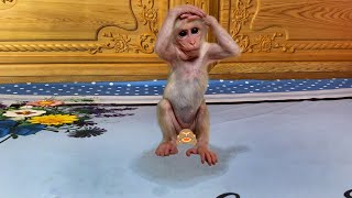 Try not to laugh 😂! Monkey Luk peed on bed and ran away