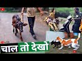 Chaal to dekho  punjab village life  stray puppy rescue  bearded ladka vlogs buffalo