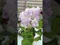 Streptocarpus DS-3060 #streptocarpus