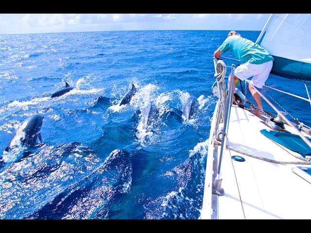 Sailing with a pod of DOLPHINS, in the CARIBBEAN SEA between DOMINICA and ST LUCIA!