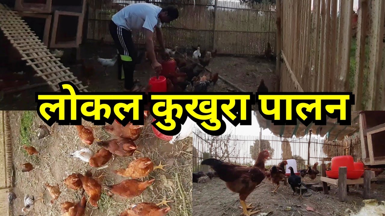 Raising chicken in Nepal chicken farming in Chitwan local kukhura palan bharatpur ma YouTube