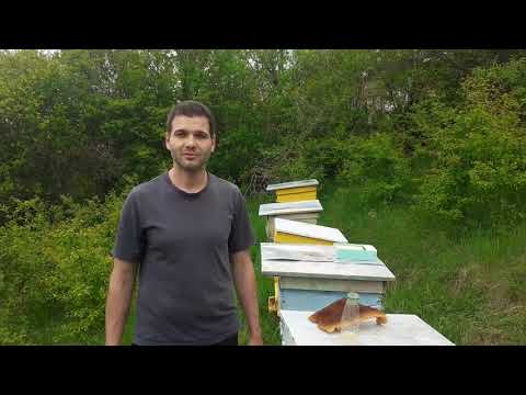 Видео: Как да хвана пчелен рояк в празен кошер?