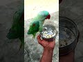 “मिठु ने खाया कुछ अलग 😲 ghar mein mach gaya tension! 🦜🔥”#parrot #funny #birds #viralvideo