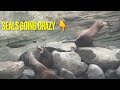 Seals Going Crazy at La Jolla Cove 