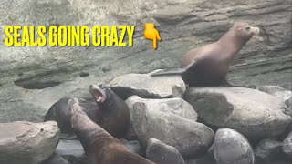 Seals Going Crazy at La Jolla Cove 