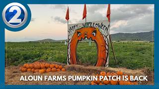 Aloun Farms Pumpkin Patch is back 