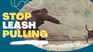 Stop Leash Pulling In 10 Minutes // Mini Goldendoodle