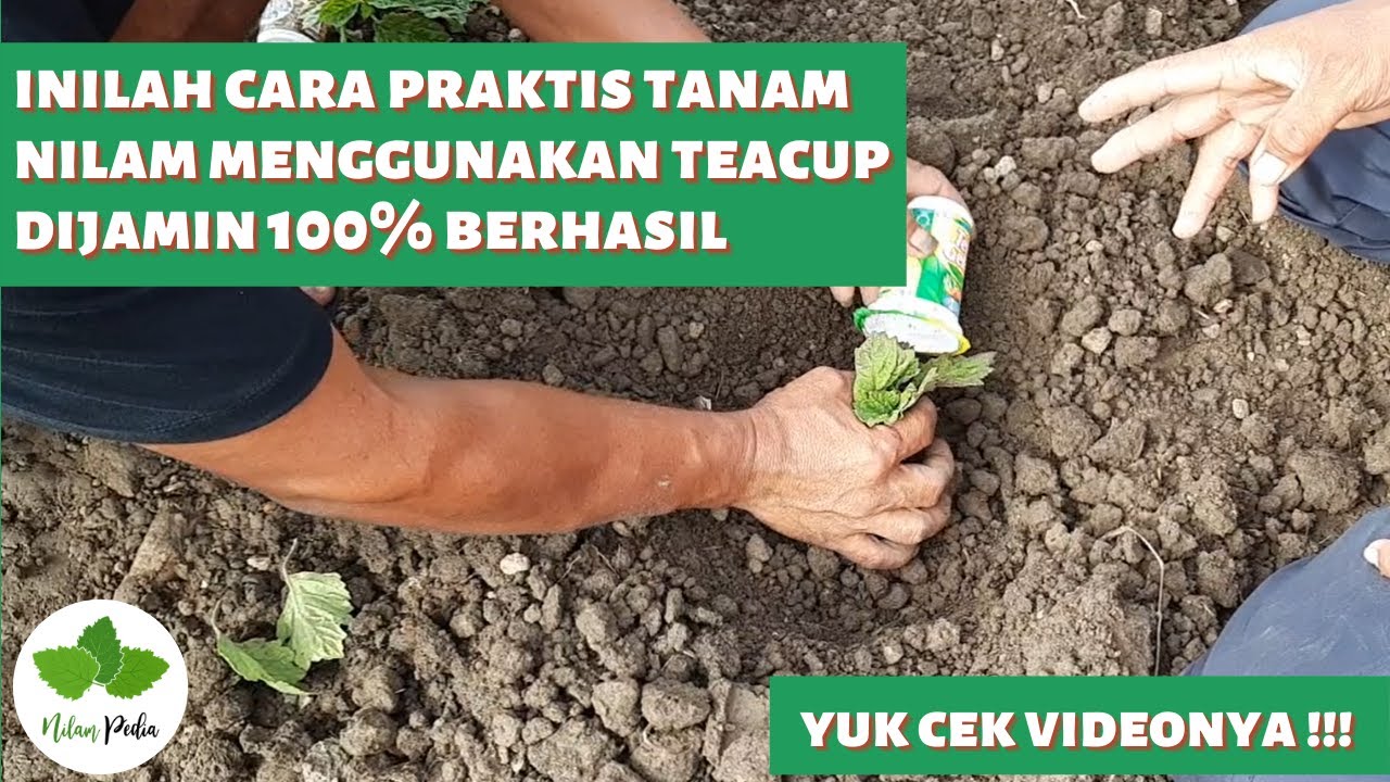 33. Cara praktis menanam Nilam menggunakan tea cup