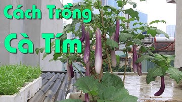 Cách Trồng Và Chăm Sóc Cà Tím Tại Nhà Quả Sai Trĩu Quả