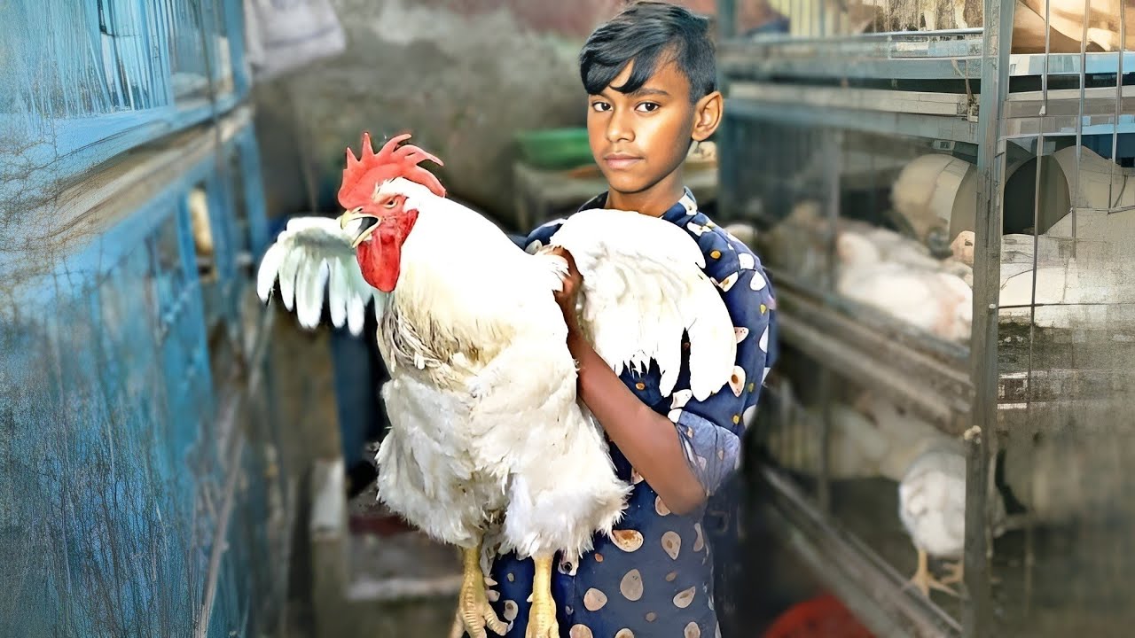 How to Butcher Every Bird | Primitive Boy | Amazing Chicken Cutting Skills in Market | BD Chicken