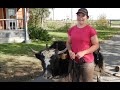 YAKS: Raising, Training, Riding, Milking & Pulling