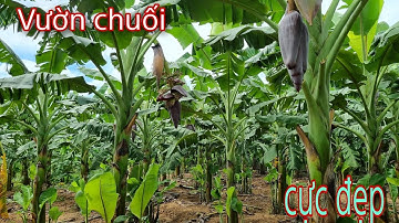 Cận cảnh vườn chuối tây thái lan đang ra buồng cực đẹp | Nhà nông làm giàu TV