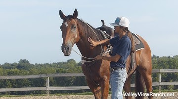 Justa Smart Buy - BRIDLELESS easy jog, lope,big stops!! - ValleyViewRanch.net