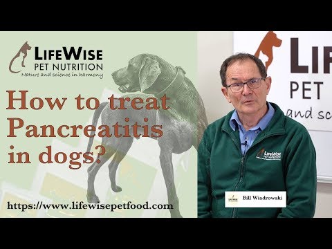 Video: Het Beste Dieet Vinden Voor Honden Met Pancreatitis