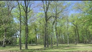 After a rainy break, pollen is back in the air