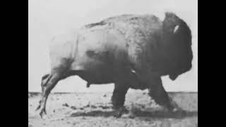 "Buffalo Running 1883: Eadweard Muybridge's Groundbreaking Early Film"