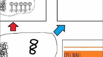 Bacteriophage Lambda
