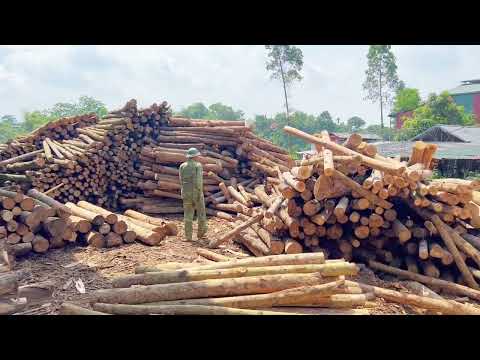 CVFV - PRODUCTION