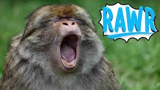 Monkey Sounds | High Quality Monkey Noises