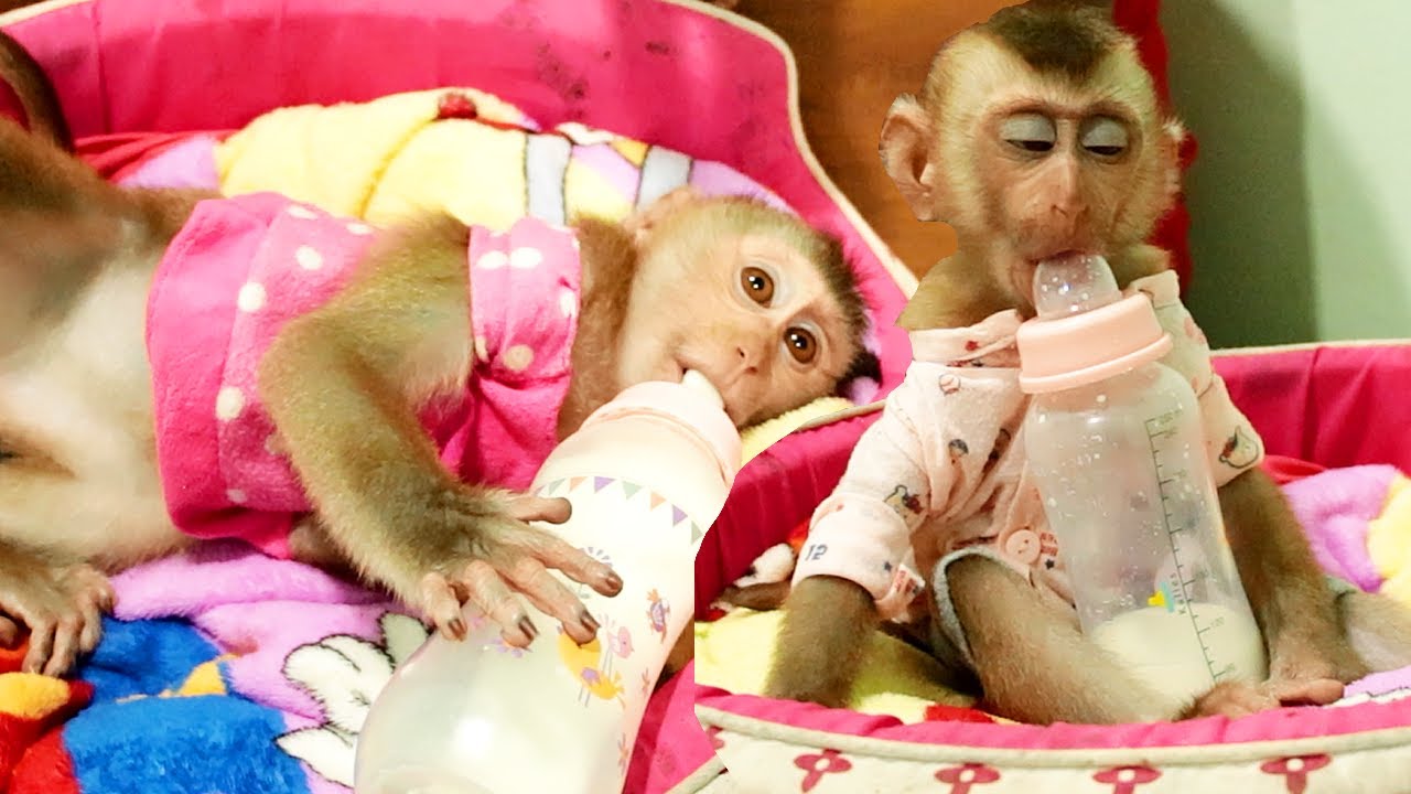 How Lovely Baby Monkey Lyly Boki Get Milk Very Cute By Their Way