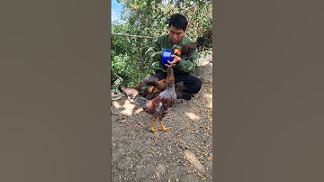 gà rừng tơ bây lên tay hlau youtube để ăn sâu.qaib qus lom noj kab sắm tes lom zem heev