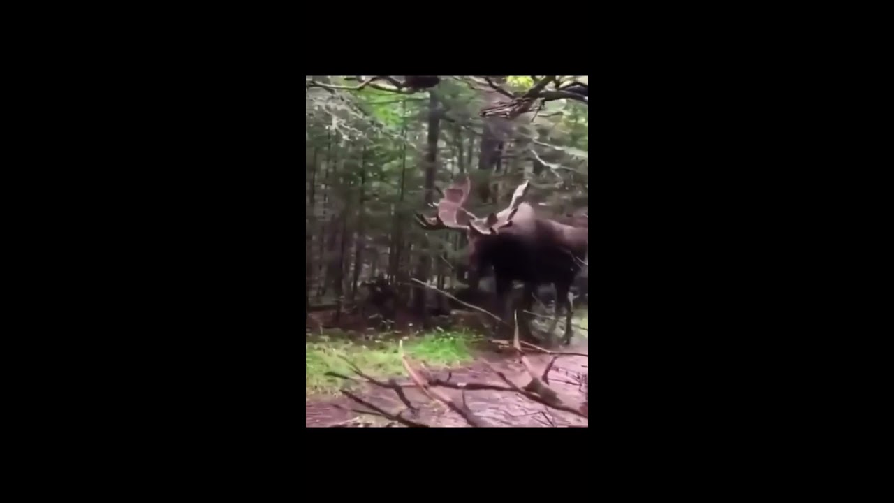 Skinwalker Caught On Camera Shorts