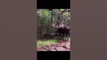 Skinwalker Caught On Camera Shorts 