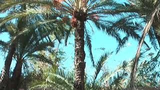 Date Palm in the Oasis | Gabès, Tunisia
