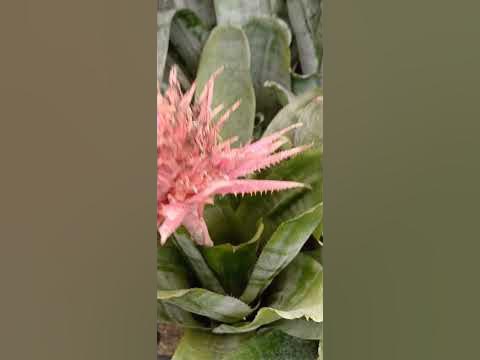 цветущий сукулент - YouTube