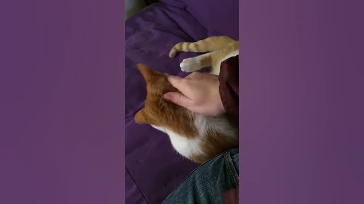 Sweet Johnny Cat