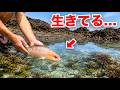 スーパーで買った魚を海に入れると...