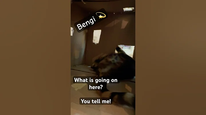 Video 10826991: bengalcat cats catlover, bengal cat