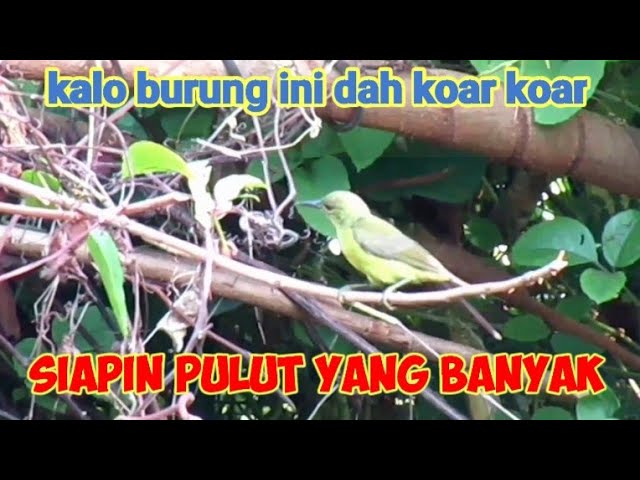 Suara Cuitan Kolibri Kelapa Untuk Pikat Burung Kecil class=