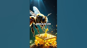 Discover How Insects Communicate with Pheromones!