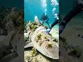 Ocean Hero Saves Shark — Gets Rewarded Like THIS?! 🦈✨ #shorts #ytshorts #shark #trending