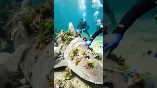 Ocean Hero Saves Shark — Gets Rewarded Like THIS?! 🦈✨ #shorts #ytshorts #shark #trending