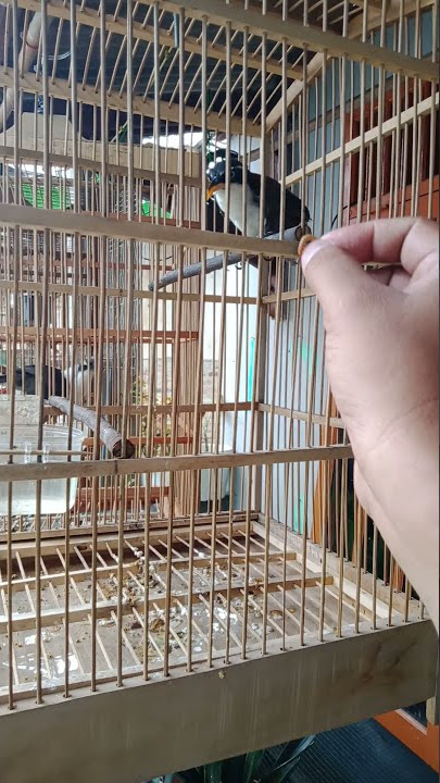 burung cucak kopi dari ombyokan langsung jinlat