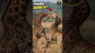 Por que as girafas brigam com o pescoço ? #curioso #curiosidades #curiosidade #quizanimal