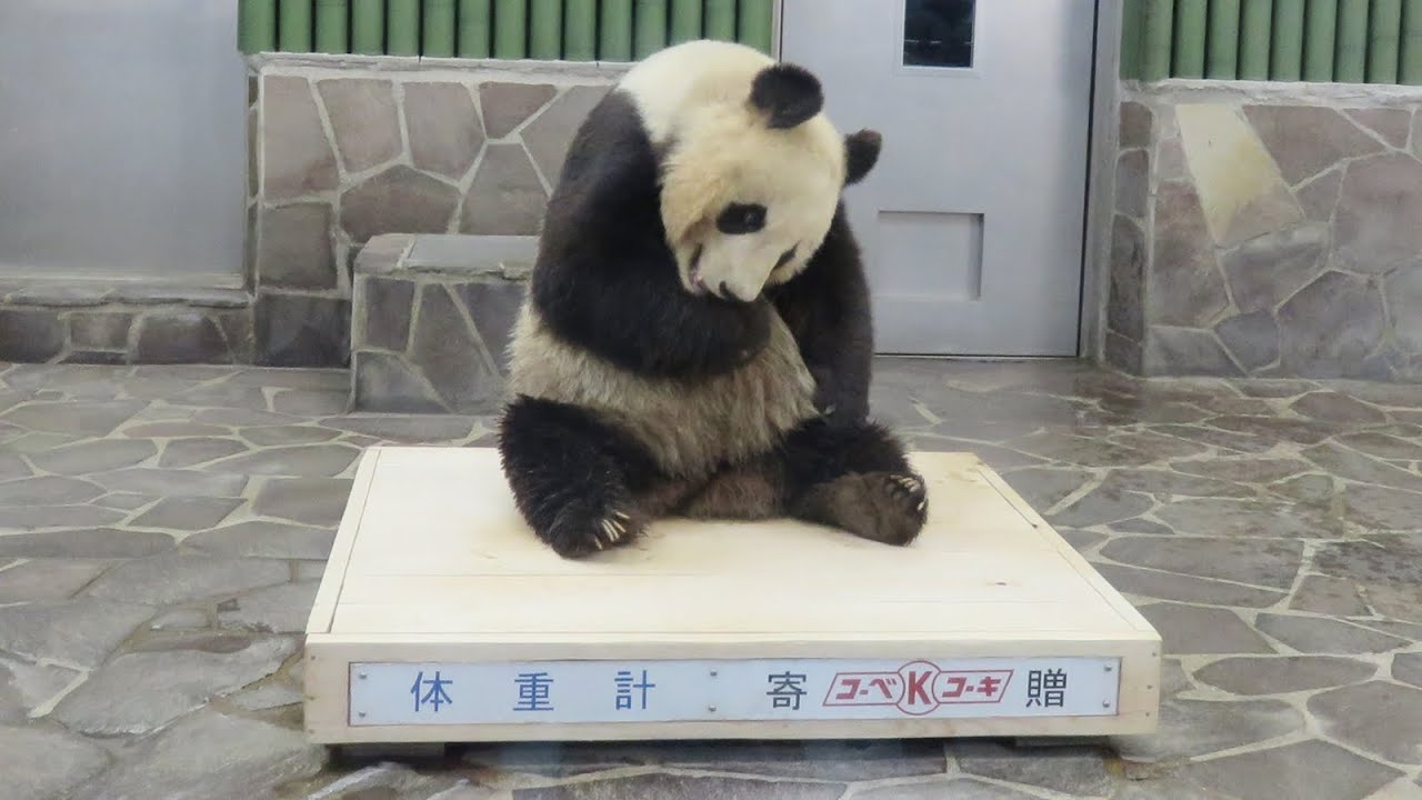 タンタンがやってきた！！ #パンダ #神戸市 #王子動物園 - YouTube