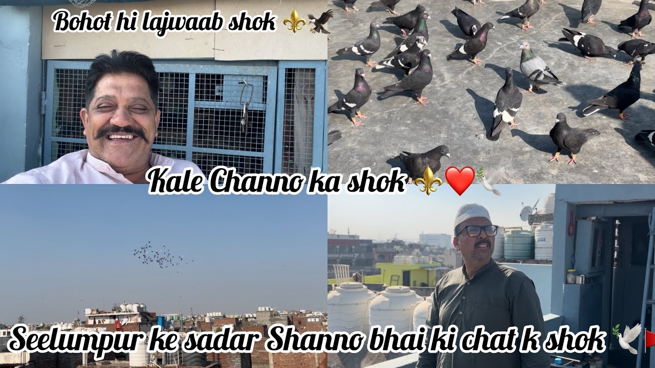 Seelumpur ke sadar Shanno bhai ki chat ka shok 🕊️kale channo ka shok 🦅🚩bohot hi lajwaab shok ⚜️🚩