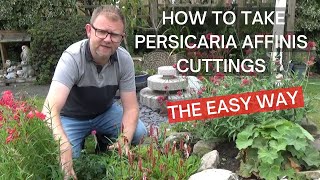 Persicaria affinis 'Superba' Cuttings | How to Propagate Persicaria | Cottage Garden Plants