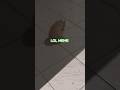 “The cat is preying on a lizard. #cat #funnyshorts #shorts #animals