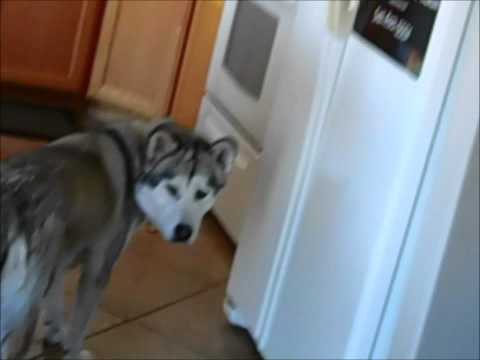 How To Stop Your Malamute From Counter Surfing