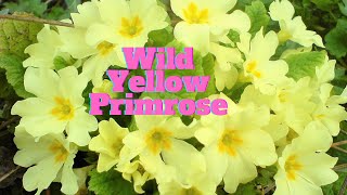 Wild Yellow Primrose | life in the countryside | Beautiful flowers grow everywhere |Spring | England